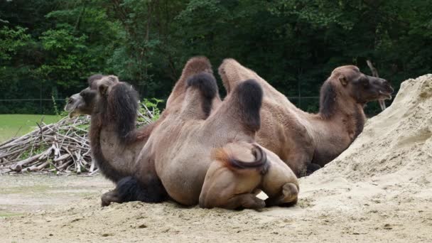 Chameau Bactrien Camelus Bactrianus Est Ongulé Gros Doigts Pairs Originaire — Video