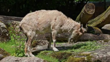 Türkmen markhor, Capra Falconeri heptneri. Bu türün adı boynuz şeklinden geliyor, tirbuşon ya da vida gibi kıvrılıyor. Markhor Pakistan 'ın sembollerinden biri.