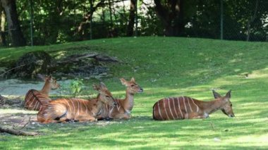 Nyala, Tragelaphus angasii Güney Afrika 'ya özgü spiral boynuzlu bir antiloptur. Bovidae familyasından ve Nyala familyasından, Tragelaphus familyasından bir türdür.. 