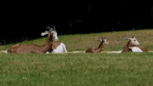 大马羚羊 Dama Gazelle 是一种羚羊 生活在撒哈拉沙漠和萨赫勒地区的非洲人 在沙漠灌木和相思树上吃草 在干旱中吃粗糙的草 — 图库视频影像