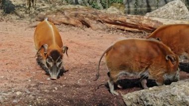 Kızıl nehir domuzu, Potamochoerus porcus, ayrıca çalı domuzu olarak da bilinir. Bu domuzun yer altında yiyecek bulmak için keskin bir koku alma duyusu var..