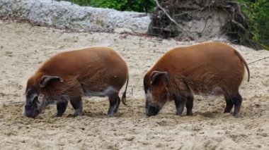 Kızıl nehir domuzu, Potamochoerus porcus, ayrıca çalı domuzu olarak da bilinir. Bu domuzun yer altında yiyecek bulmak için keskin bir koku alma duyusu var..