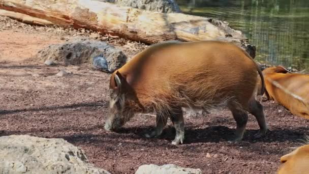 レッド川の豚 Potamochoerus ブッシュ豚として知られる この豚は地下の食べ物を見つけるために臭いの鋭い感覚を持っています — ストック動画