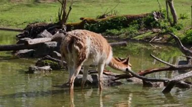 Vicunas, Vicugna Vicugna, And Dağları 'nın yüksek dağlık bölgelerinde yaşayan lama' nın akrabaları.