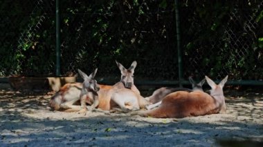Kırmızı kanguru, Macropus Rufus tüm kanguruların en büyüğü, Avustralya 'ya özgü en büyük karasal memeli ve mevcut en büyük keseli hayvandır..