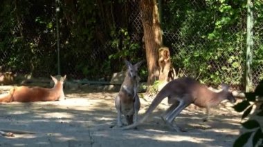 Kırmızı kanguru, Macropus Rufus tüm kanguruların en büyüğü, Avustralya 'ya özgü en büyük karasal memeli ve mevcut en büyük keseli hayvandır..