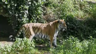 Sibirya kaplanı, Panthera tigris altaica dünyanın en büyük kedisidir.