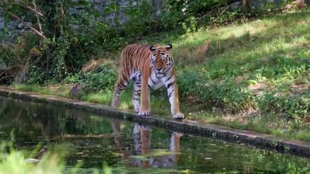 西伯利亚虎 Panthera Tigris Altaica 是世界上最大的猫科动物 — 图库视频影像