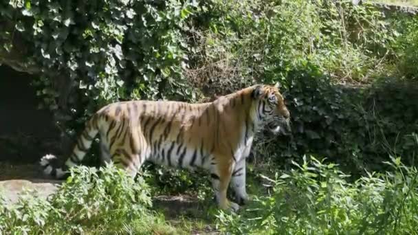 Siberische Tijger Panthera Tigris Altaica Grootste Kat Ter Wereld — Stockvideo
