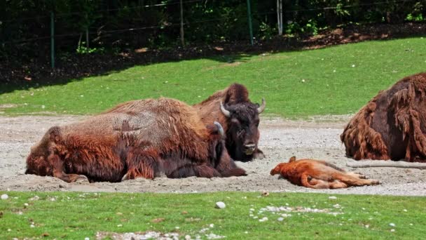 Family American Bison Simply Bison Also Commonly Known American Buffalo — Stock Video