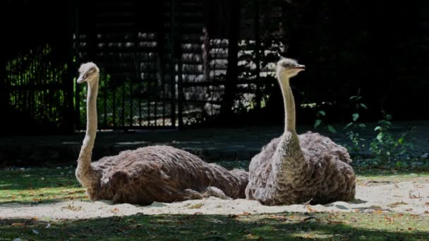 Der Strauß Struthio Camelus Oder Einfach Strauß Ist Eine Art — Stockvideo