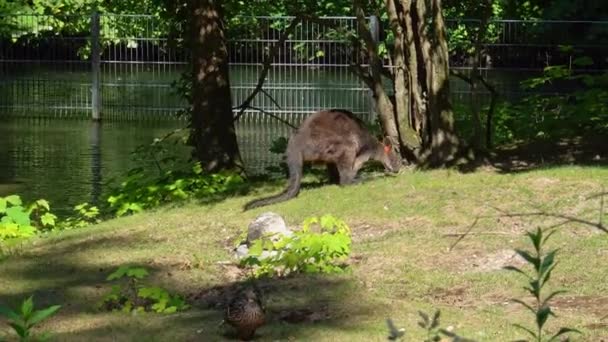 Das Sumpfwallaby Wallabia Bicolor Ist Eines Der Kleineren Kängurus Dieses — Stockvideo