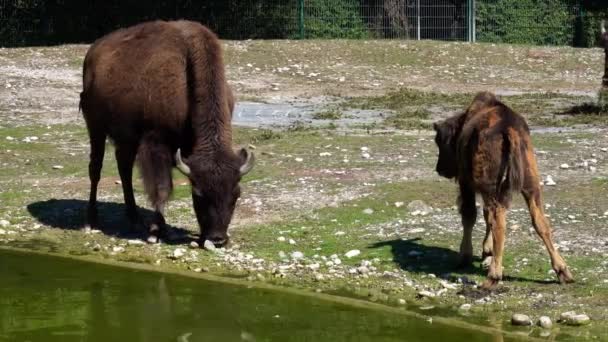 Bizon Familyası Ngilizce Family American Bison Veya Kısaca Bizon Bir — Stok video