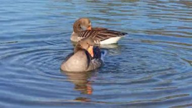 Anser anser, Anatidae familyasından Anatidae familyasından bir kaz türü..