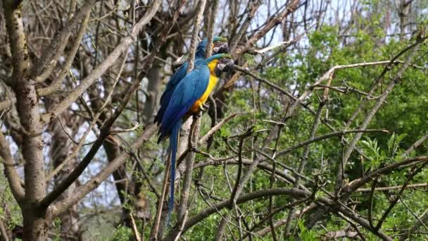 Guacamayo Azul Amarillo Ara Ararauna También Conocido Como Guacamayo Azul — Vídeos de Stock