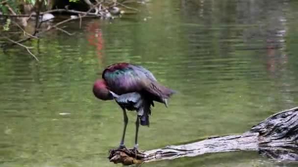 Glossy Ibis Plegadis Falcinellus Wading Bird Ibis Family Threskiornithidae — Stock Video