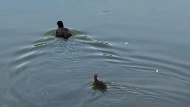 Fulica Atra Una Especie Ave Paseriforme Familia Rallidae Orden Los — Vídeo de stock