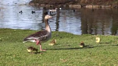 Küçük bebekleri olan gri lag kazları ailesi. Gri-lag kaz, Anser anser, Anatidae familyasından bir kaz türü.