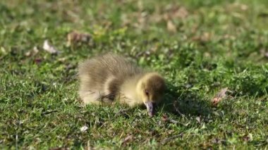 Anser anser, Anatidae familyasından bir kuş türü olan Anatidae familyasından bir kaz türü.