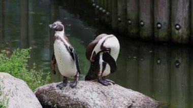 Humboldt pengueni, Spheniscus humboldti veya Perulu penguen