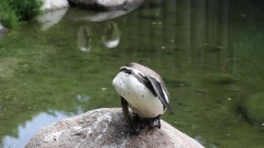 Humboldt pengueni, Spheniscus humboldti veya Perulu penguen