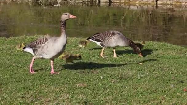 小さな赤ちゃんを持つ雁の家族 灰色のガチョウ アンサーの答えは 水鳥の家族の大規模なガチョウの種ですAnatidae — ストック動画