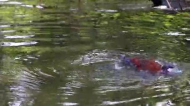 Ruddy Duck, Oxyura jamaicensis, Kuzey Amerika 'da yaşayan bir ördektir..