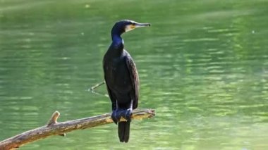 Kuzey yarımküre boyunca büyük siyah karabatak olarak bilinen büyük karabatak, Avustralya 'daki siyah karabatak ve Yeni Zelanda' nın daha güneyindeki siyah karabatak