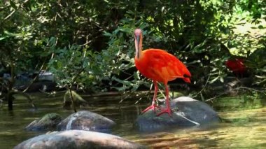 Kızıl aynak, Eudocimus ruber, Threskiornithidae familyasından bir kuş, kabuklu deniz ürünlerinin kırmızımsı renklerine hayran kalmıştır.