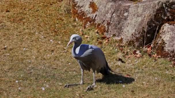 Grue Bleue Grus Paradisea Est Une Espèce Oiseau Endémique Afrique — Video