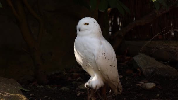 雪白色的猫头鹰 Bubo Scandiacus Strigidae家族的鸟 用黄色的眼睛 — 图库视频影像