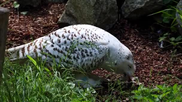 Sneeuwuil Bubo Scandiacus Vogel Uit Familie Strigidae Met Een Geel — Stockvideo