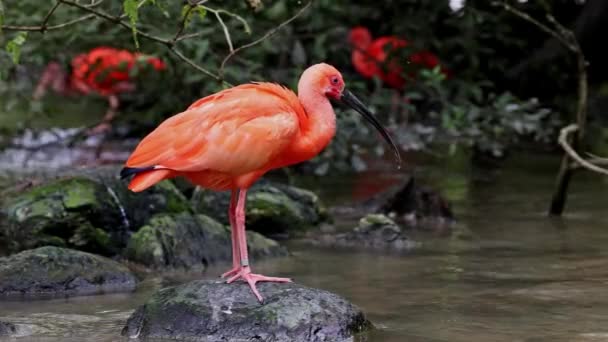 Szkarłatny Ibis Eudocimus Ruber Ptak Rodziny Threskiornithidae Podziwiany Przez Czerwonawe — Wideo stockowe