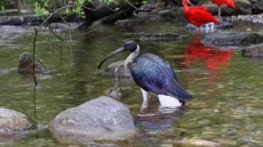 Saman boyunlu Ibis, Threskiornis spinicollis, Threskiornithidae familyasından bir kuş türü.. 