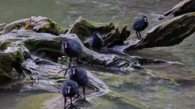 Yavru geyik Gallinula kloropusu olarak da bilinen su tavuğu, bataklık tavuğu ve mavi göl suyunda yüzen sıradan bir gallinül olarak da bilinir.