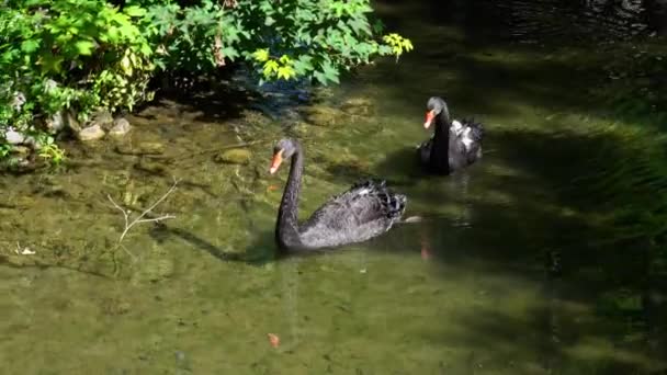 Black Swan Cygnus Atratus Stor Sjöfågel Svansart Som Huvudsakligen Häckar — Stockvideo