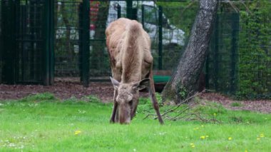 Geyik ya da geyik, Alces Alces geyik familyasındaki en büyük türdür. Geyikler, erkeklerin geniş, düz ya da palmat boynuzlarıyla ayırt edilir..