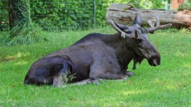 Geyik ya da geyik, Alces Alces geyik familyasındaki en büyük türdür. Geyikler, erkeklerin geniş, düz ya da palmat boynuzlarıyla ayırt edilir..