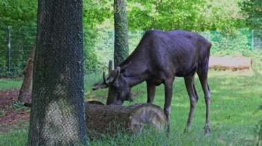 Geyik ya da geyik, Alces Alces geyik familyasındaki en büyük türdür. Geyikler, erkeklerin geniş, düz ya da palmat boynuzlarıyla ayırt edilir..
