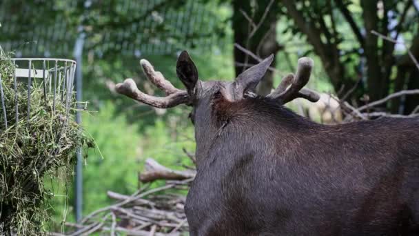 Alce Alce Alces Alces Especie Más Grande Existente Familia Los — Vídeos de Stock