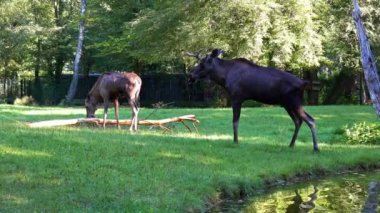 Geyik ya da geyik, Alces Alces geyik familyasındaki en büyük türdür. Geyikler, erkeklerin geniş, düz ya da palmat boynuzlarıyla ayırt edilir..