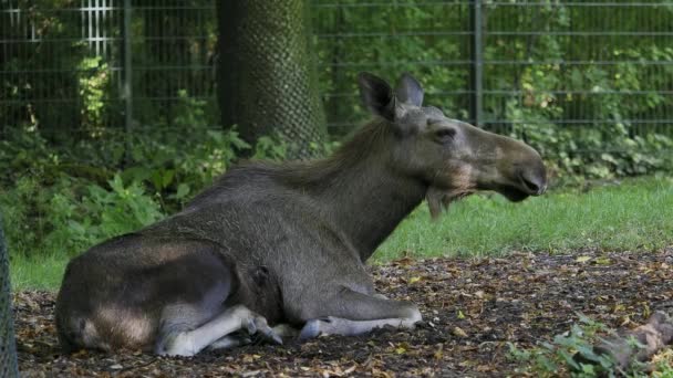 又称麋鹿 是鹿科中现存的最大物种 驼鹿的特征是雄鹿的宽 平或苍白的鹿角 — 图库视频影像