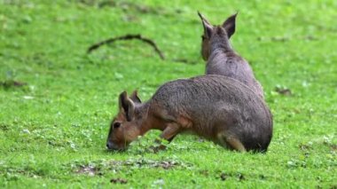 Patagonya Mara 'sı, Dolikotis patagonum. Gine domuzlarının bu büyük akrabaları Arjantin 'in Patagonya bozkırlarında yaygındır ama Paraguay gibi Güney Amerika' nın diğer bölgelerinde de yaşarlar..