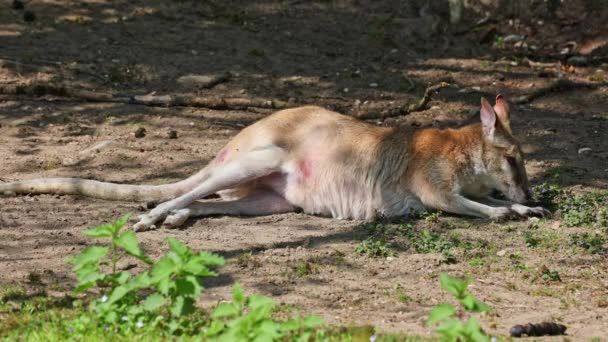 Macropus Agilis También Conocido Como Wallaby Arenoso Una Especie Wallaby — Vídeo de stock