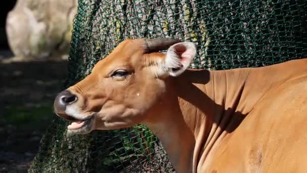 Banteng Bos Javanicus Atau Red Bull Ini Adalah Jenis Ternak — Stok Video