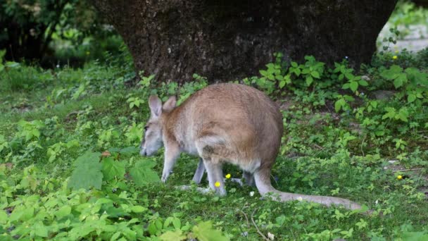 Das Wendige Wallaby Macropus Agilis Auch Als Sandwallaby Bekannt Ist — Stockvideo