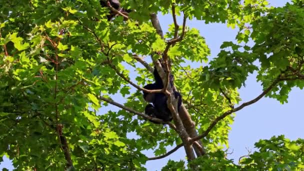 黑头蜘蛛猴 阿泰丝飞丝是一种蜘蛛猴 一种新世界猴子 来自中美洲和南美洲 — 图库视频影像