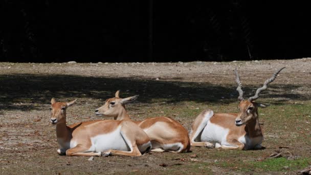 Indiase Blackbuck Antelope Cervicapra Indiase Antilopen Bewonen Grasvlakten Licht Beboste — Stockvideo