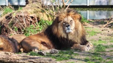 Aslan, Panthera leo, Panthera cinsindeki dört büyük kediden biridir ve Felidae familyasının bir üyesidir..