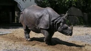 Hintli gergedan, gergedan unicornis de Büyük Tek Boynuzlu Gergedan ve Asyalı Tek Boynuzlu Gergedan olarak adlandırılır ve gergedan familyasına aittir..